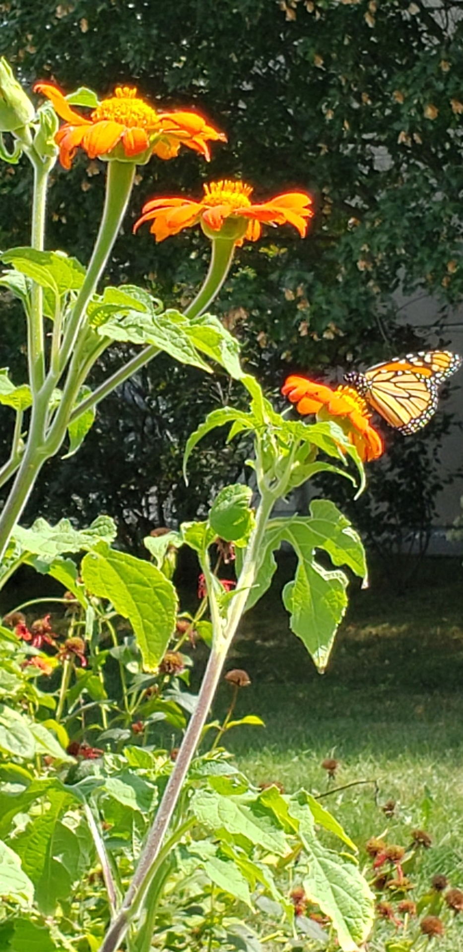 Tithonia avec Papillon