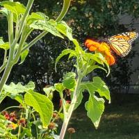 Tithonia avec Papillon