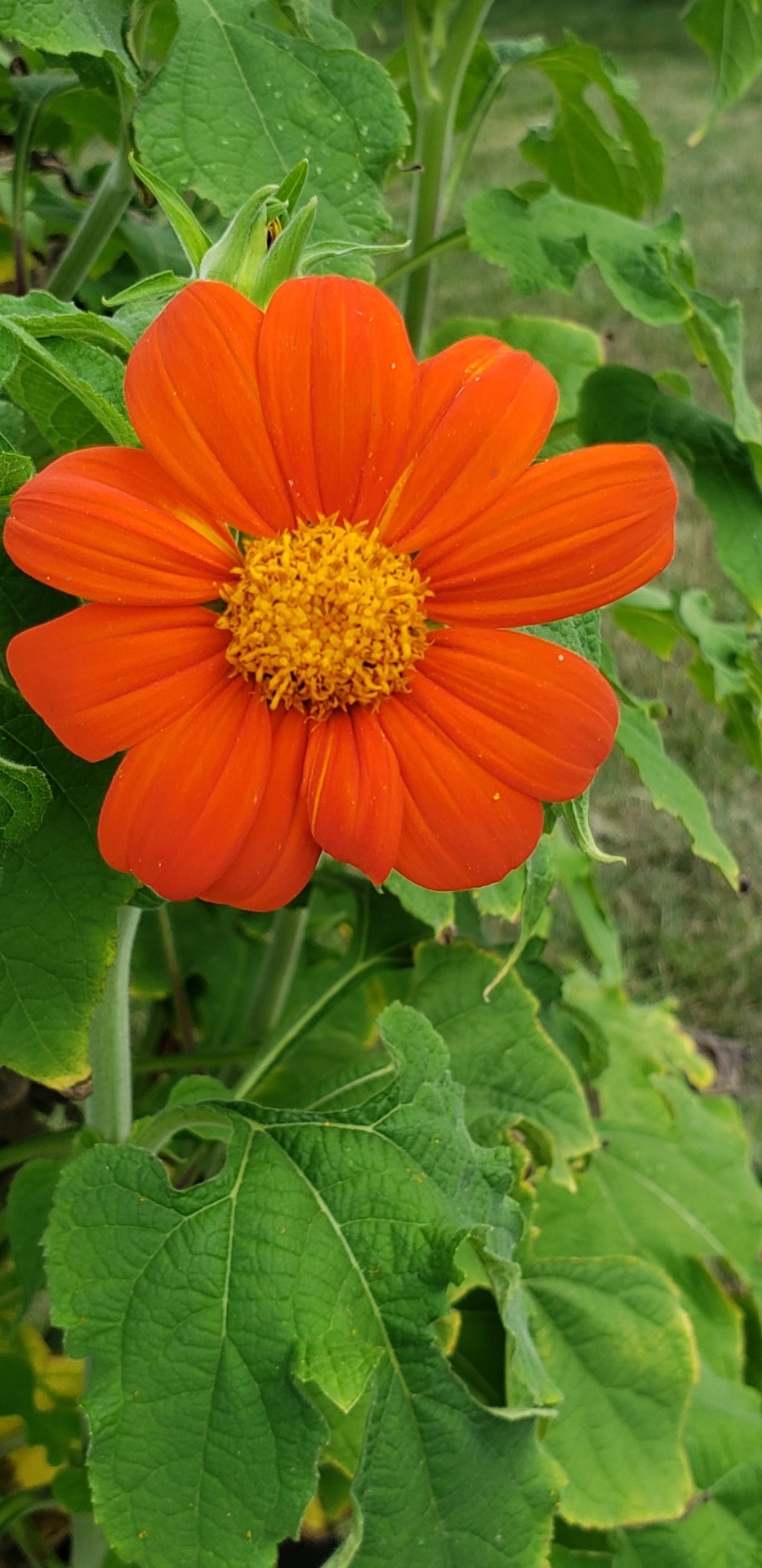 Tithonia