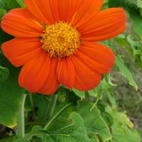 Tithonia