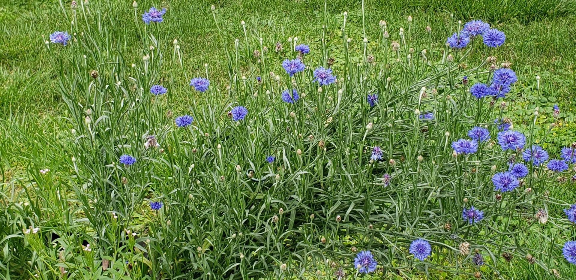 Centaurée Bleuet