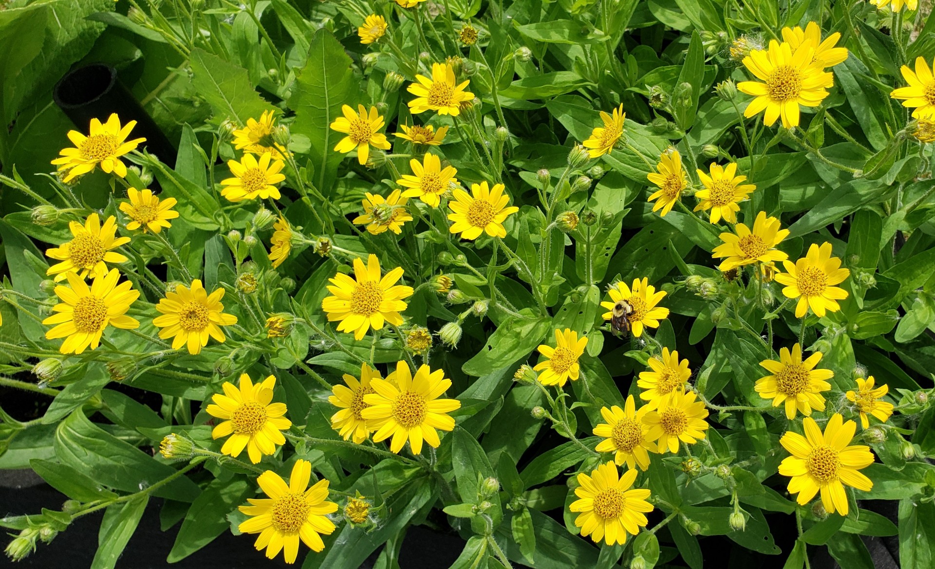 Arnica trouver l abeille