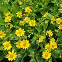 Arnica trouver l abeille