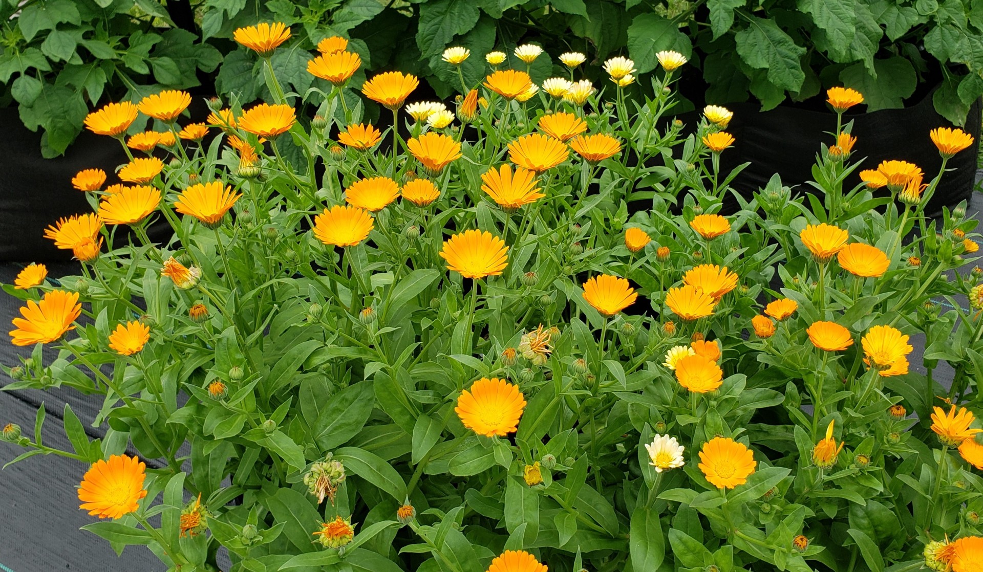 Calendule