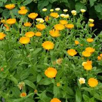 Calendule