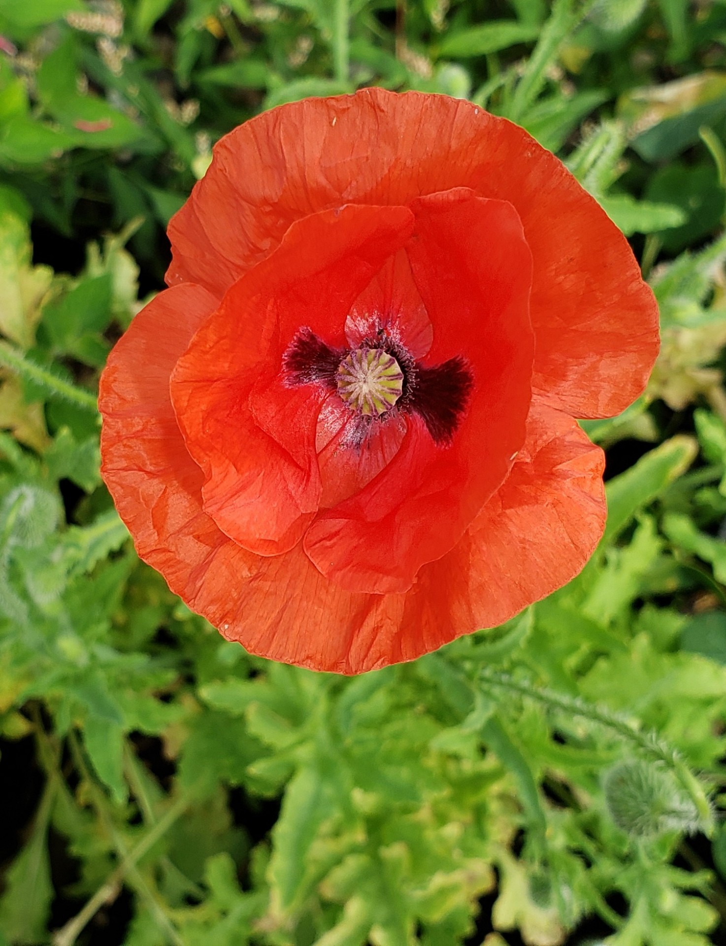 Coquelicot