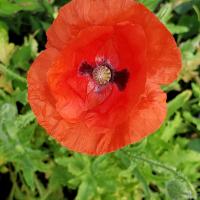 Coquelicot