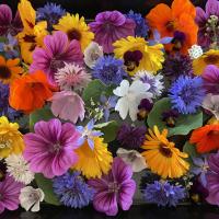 Fleurs comestibles