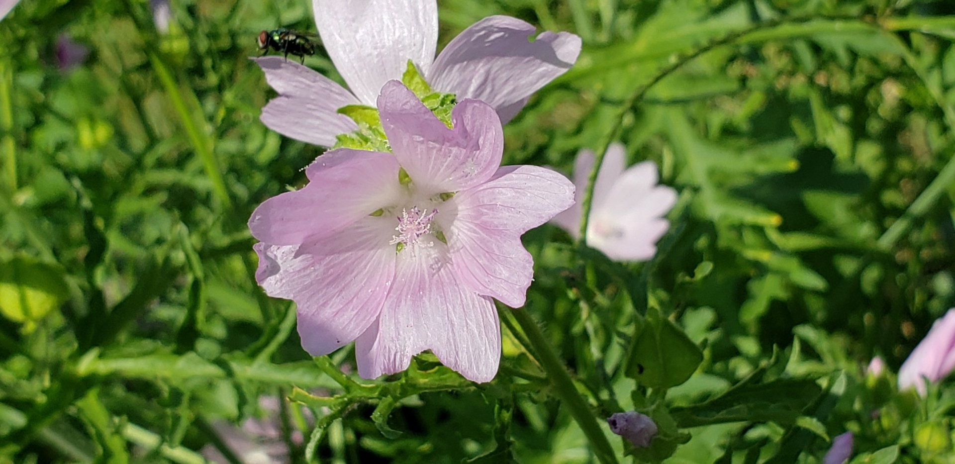 Mauve Musquée