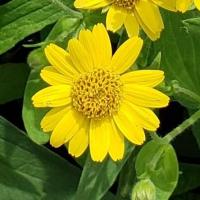 Arnica carre