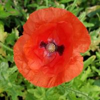 Coquelicot carre