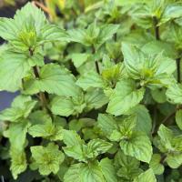 Menthe poivree